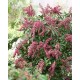 PIERIS JAPONICA PASSION