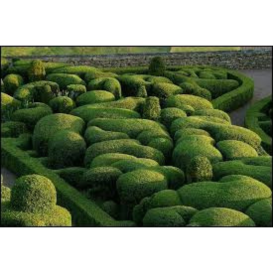 LONICERA NITIDA COMPACT BOULE