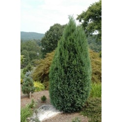 CHAMAECYPARIS LAWSONIANA WHITE SPOT