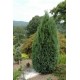 CHAMAECYPARIS LAWSONIANA WHITE SPOT