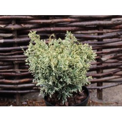 CHAMAECYPARIS LAWSONIANA PEARLY SWIRLS