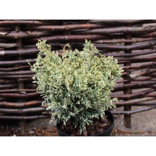 CHAMAECYPARIS LAWSONIANA PEARLY SWIRLS