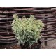 CHAMAECYPARIS LAWSONIANA PEARLY SWIRLS