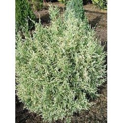 CHAMAECYPARIS LAWSONIANA PEARLY SWIRLS