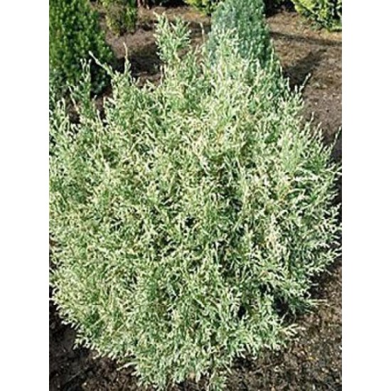 CHAMAECYPARIS LAWSONIANA PEARLY SWIRLS
