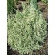 CHAMAECYPARIS LAWSONIANA PEARLY SWIRLS