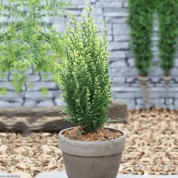 CHAMAECYPARIS LAWSONIANA WHITE SPOT