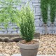 CHAMAECYPARIS LAWSONIANA WHITE SPOT