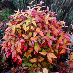 NANDINA DOMESTICA FIRE POWER
