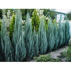 JUNIPERUS VIRGINIANA BLUE ARROW