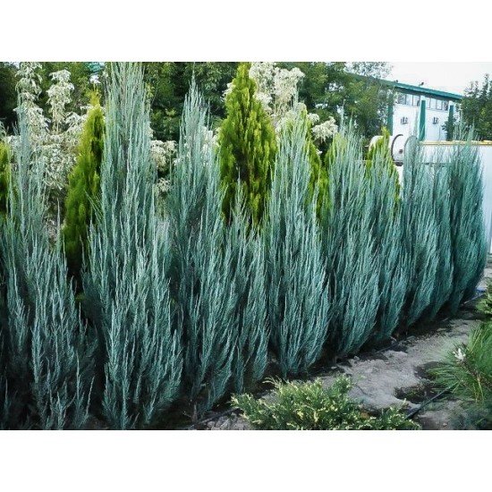 JUNIPERUS VIRGINIANA BLUE ARROW