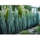 JUNIPERUS VIRGINIANA BLUE ARROW