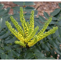 MAHONIA MEDIA WINTER SUN