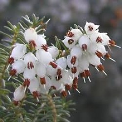 ERICA DARLEYENSIS KATIA