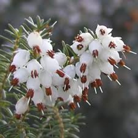 ERICA DARLEYENSIS KATIA