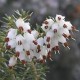 ERICA DARLEYENSIS KATIA