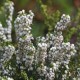 ERICA DARLEYENSIS KATIA