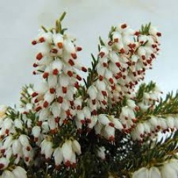 ERICA DARLEYENSIS KATIA