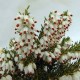 ERICA DARLEYENSIS KATIA
