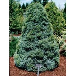 PICEA GLAUCA SANDER'S BLUE