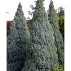 PICEA GLAUCA SANDER'S BLUE