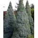 PICEA GLAUCA SANDER'S BLUE