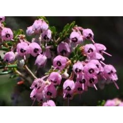 ERICA CANALICULATA