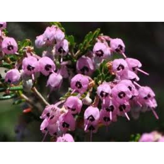 ERICA CANALICULATA