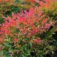 NANDINA DOMESTICA GULF STREAM