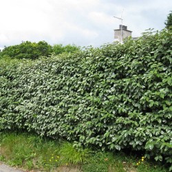 ELAEAGNUS EBBINGEI