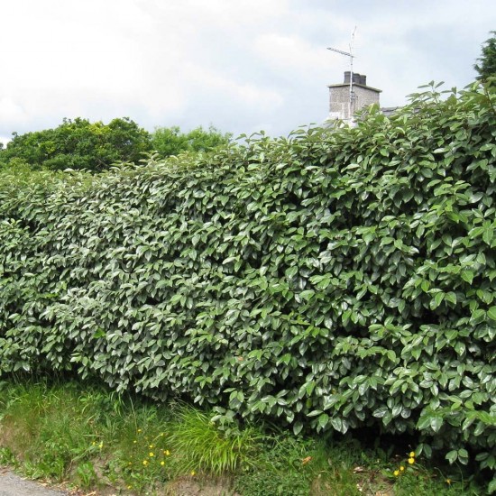 ELAEAGNUS EBBINGEI