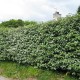 ELAEAGNUS EBBINGEI