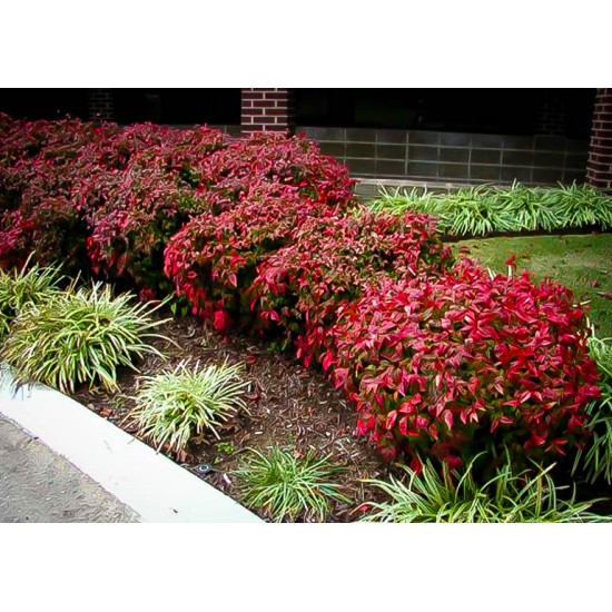 NANDINA DOMESTICA FIRE POWER