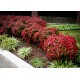 NANDINA DOMESTICA FIRE POWER