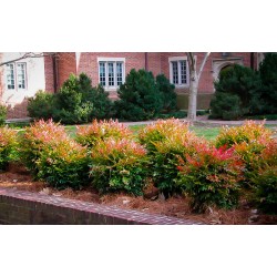 NANDINA DOMESTICA GULF STREAM