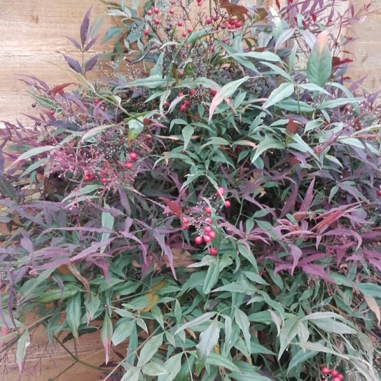 NANDINA DOMESTICA TWILIGHT