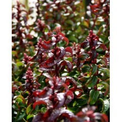 LEUCOTHOE AXILLARIS TWISTING RED 