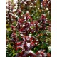 LEUCOTHOE AXILLARIS TWISTING RED