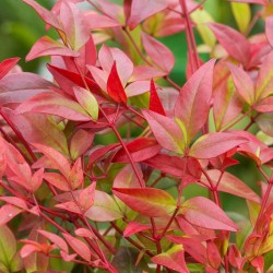 NANDINA DOMESTICA GULF STREAM