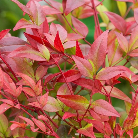 NANDINA DOMESTICA GULF STREAM