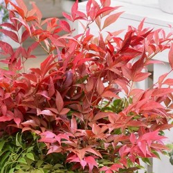 NANDINA DOMESTICA OBSESSED