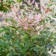 NANDINA DOMESTICA TWILIGHT