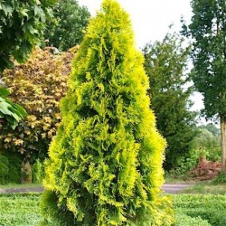 THUJA OCCIDENTALIS GOLDEN SMARAGD