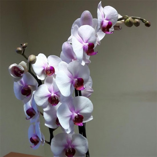 PHALAENOPSIS DECORUM 2 VARAS M-12