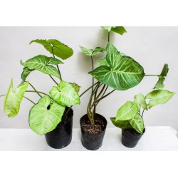 SYNGONIUM T-15