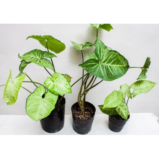SYNGONIUM T-15