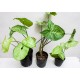 SYNGONIUM T-15