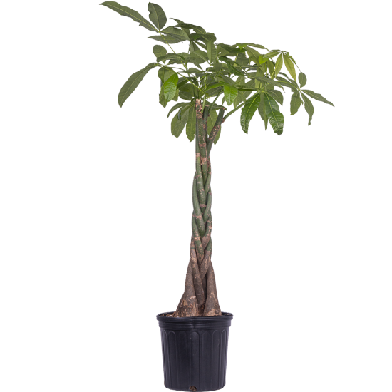 PACHIRA AQUATICA