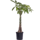 PACHIRA AQUATICA