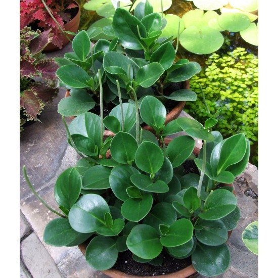 PEPERONIA VERDA